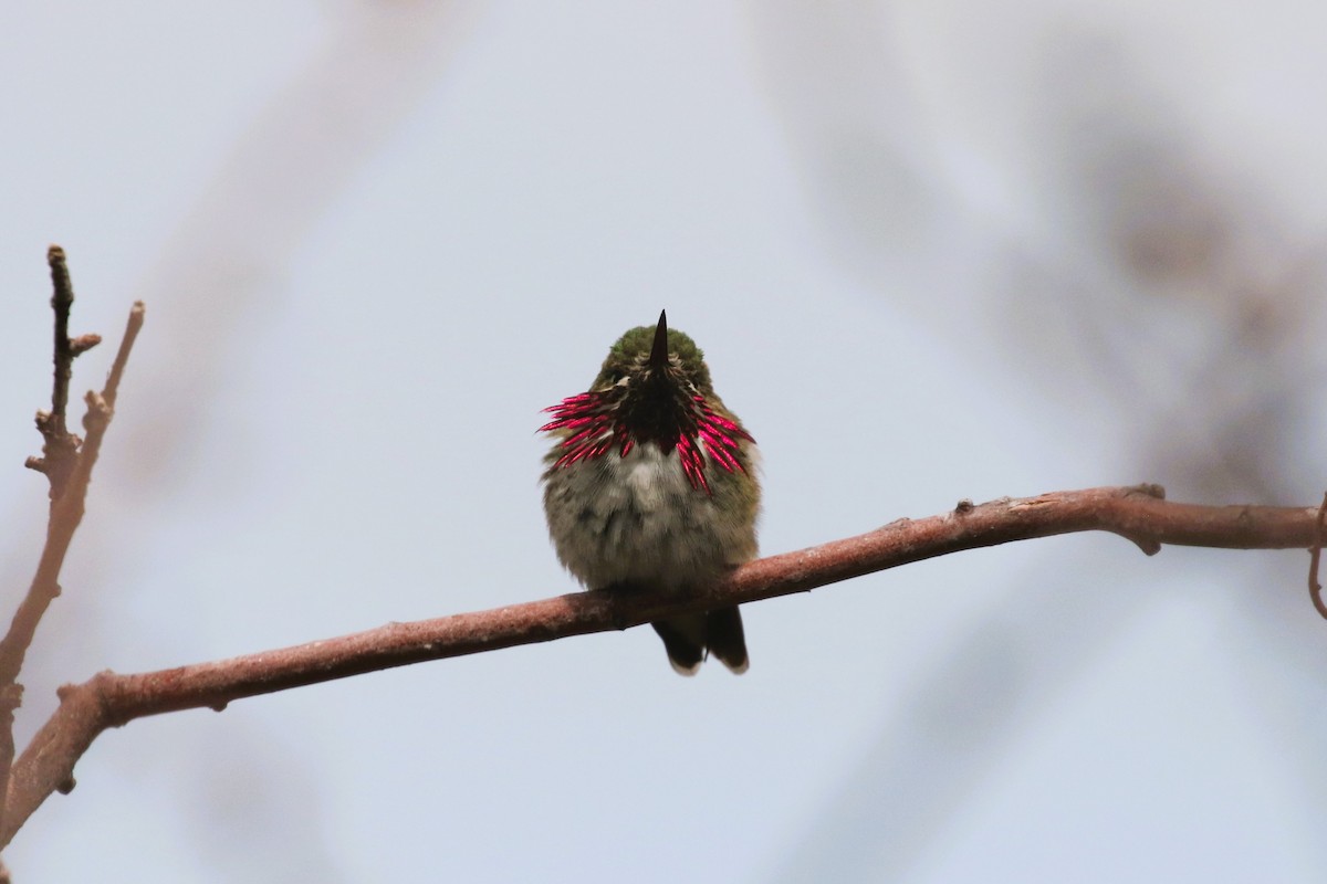 Calliope Hummingbird - ML567882421