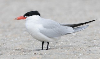 Caspian Tern
