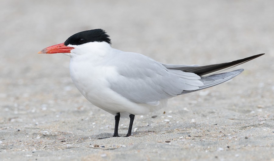 Caspian Tern
