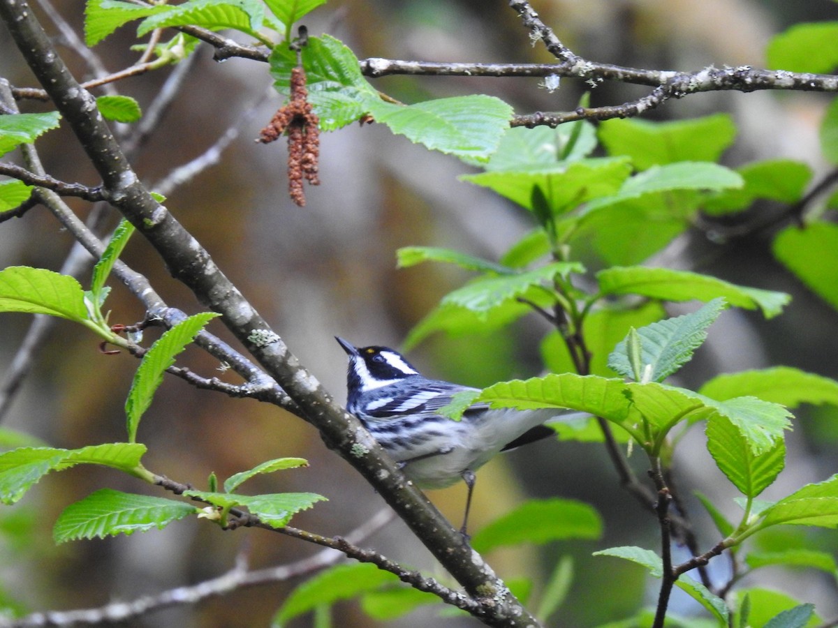 Black-throated Gray Warbler - ML567884431