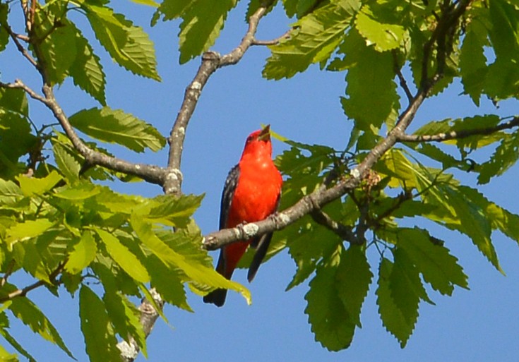 Scarlet Tanager - ML567886561