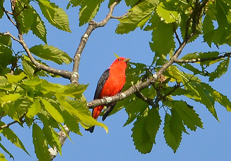 Scarlet Tanager - ML567886571