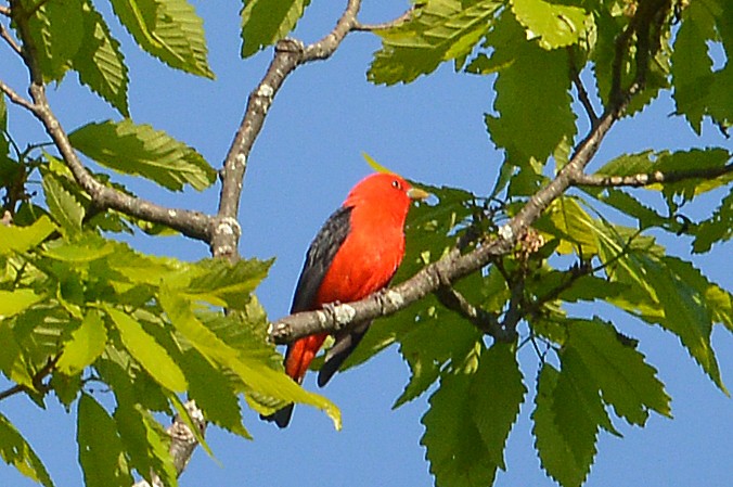Scarlet Tanager - ML567886581