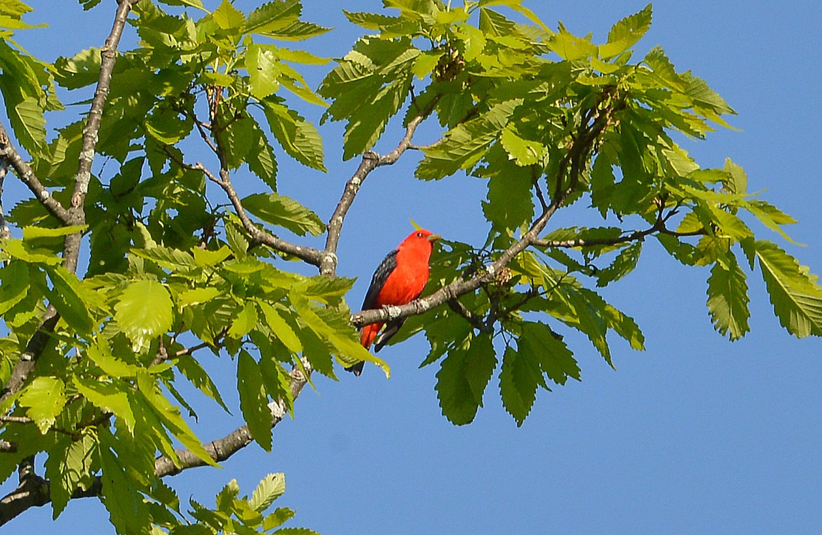 Scarlet Tanager - ML567886591