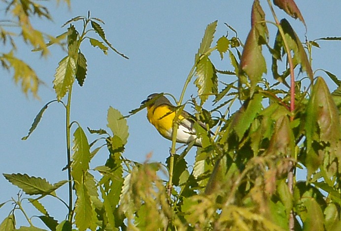 Yellow-breasted Chat - ML567889561