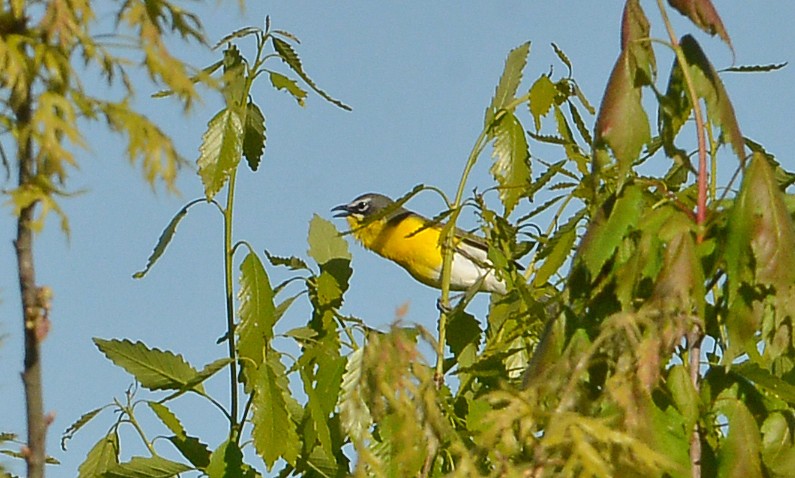 Yellow-breasted Chat - ML567889571
