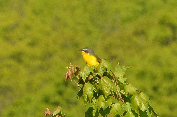 Yellow-breasted Chat - ML567889581