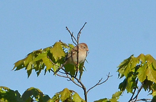 Field Sparrow - ML567890041