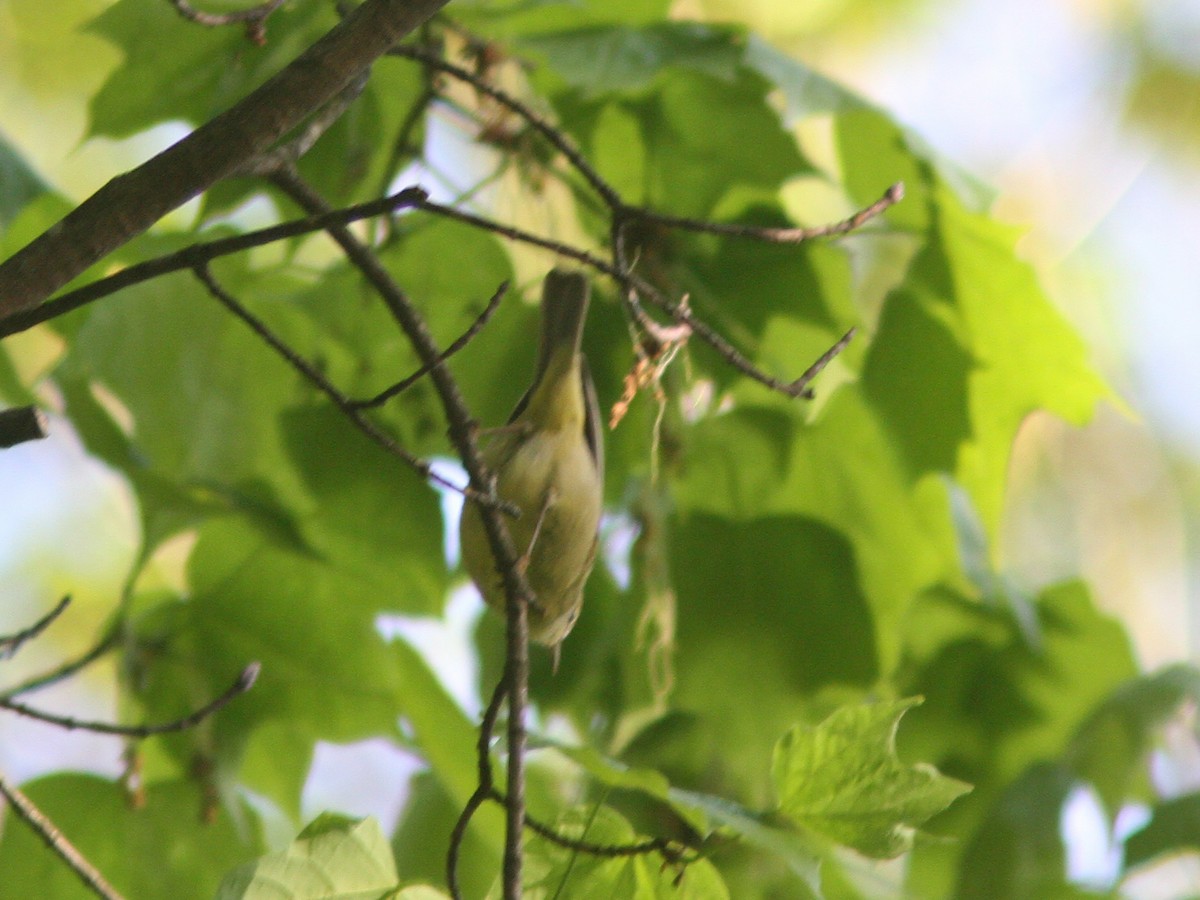 Orange-crowned Warbler (Gray-headed) - ML56789071