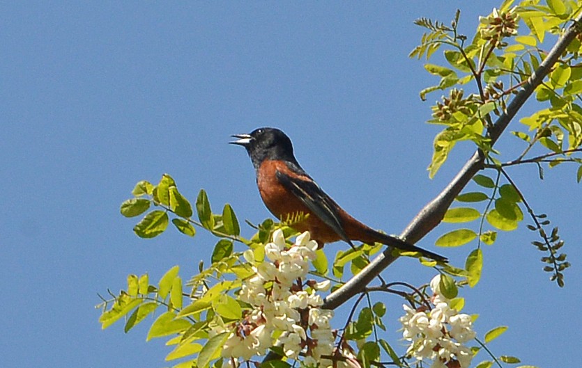 Orchard Oriole - ML567895671