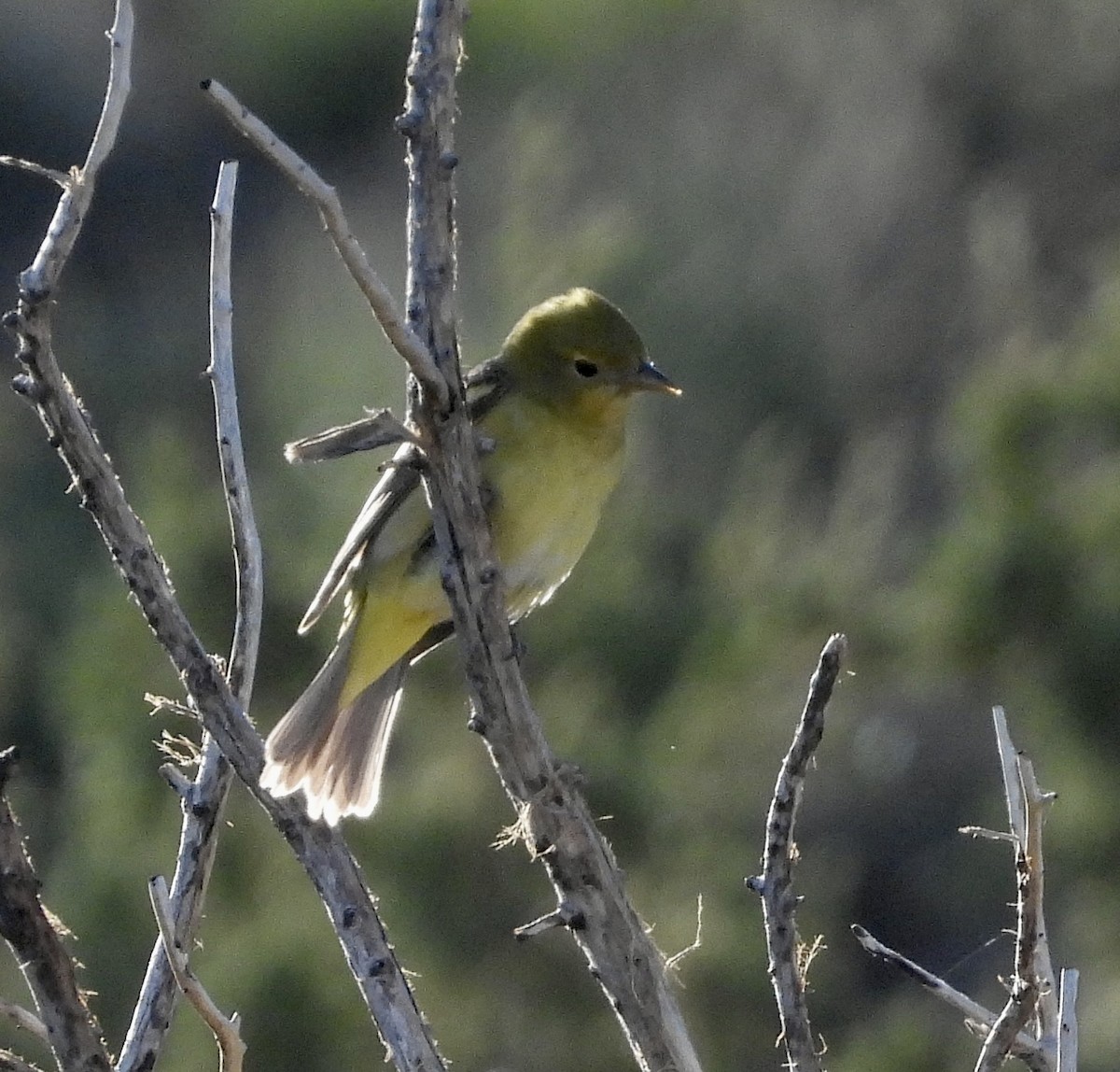 Western Tanager - ML567898841