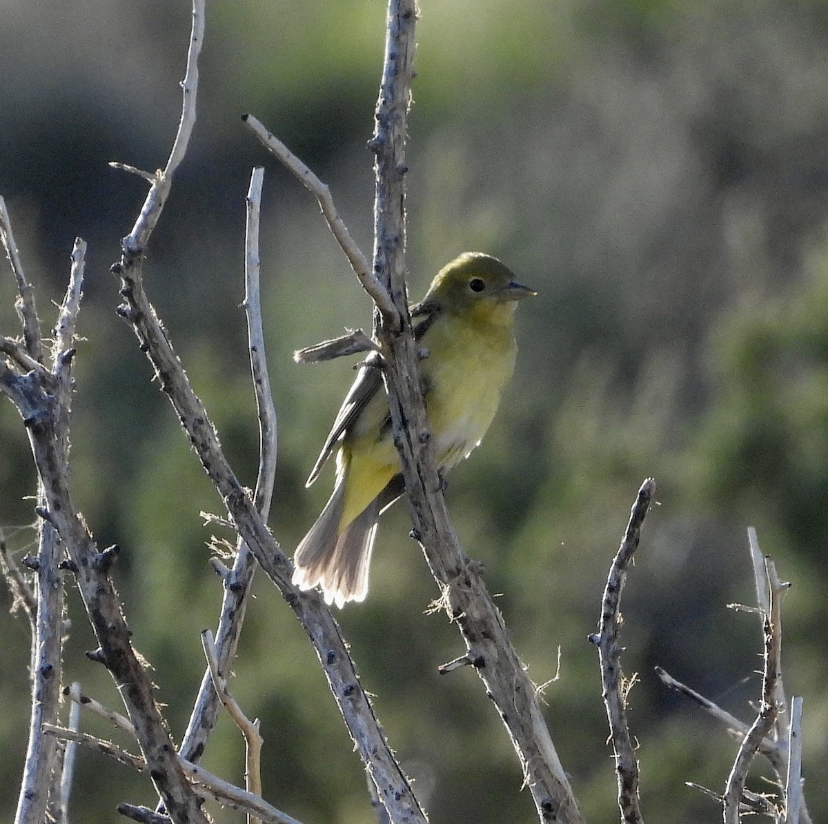 Western Tanager - ML567898861