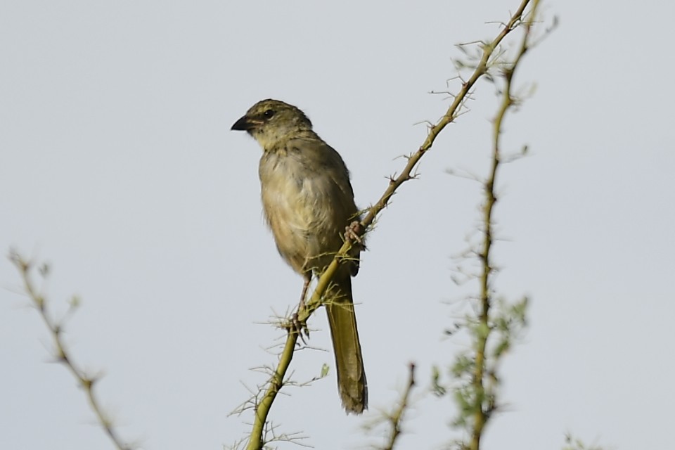 Great Pampa-Finch - Eugenia Boggiano