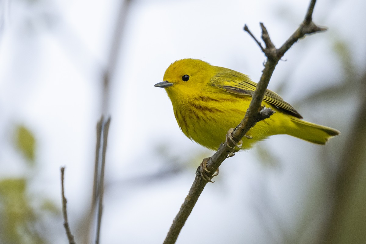 Yellow Warbler (Northern) - Michael Stubblefield
