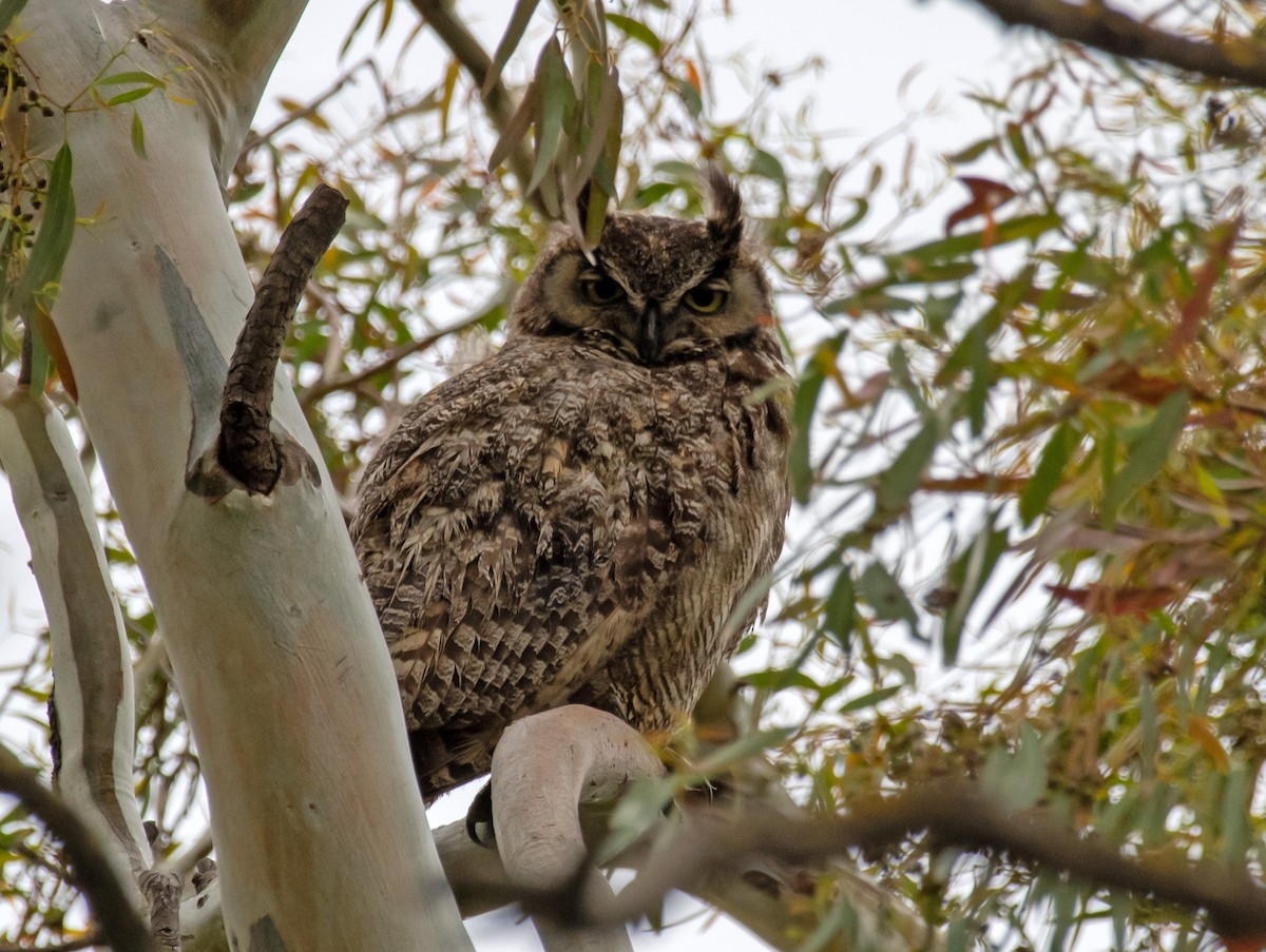 Great Horned Owl - ML567902801