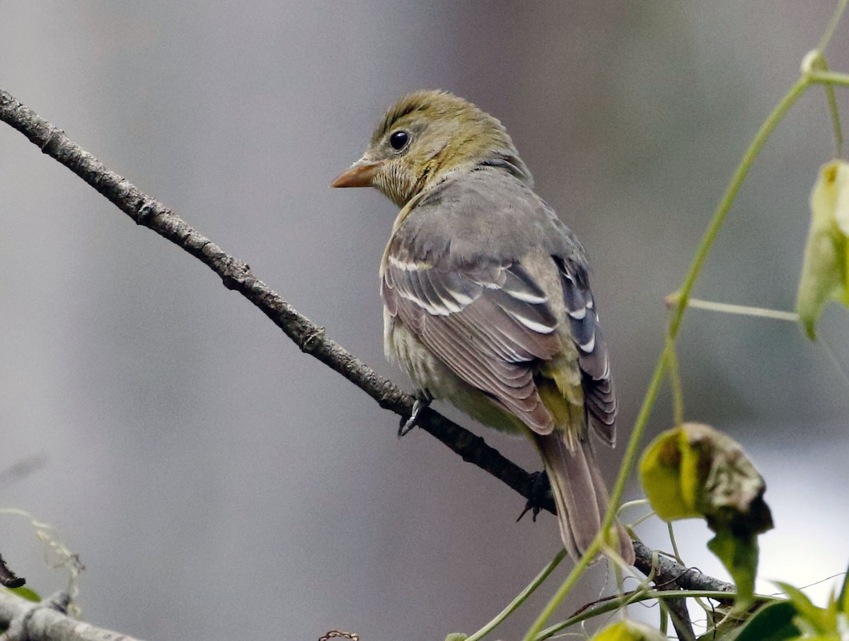 Western Tanager - ML567903771
