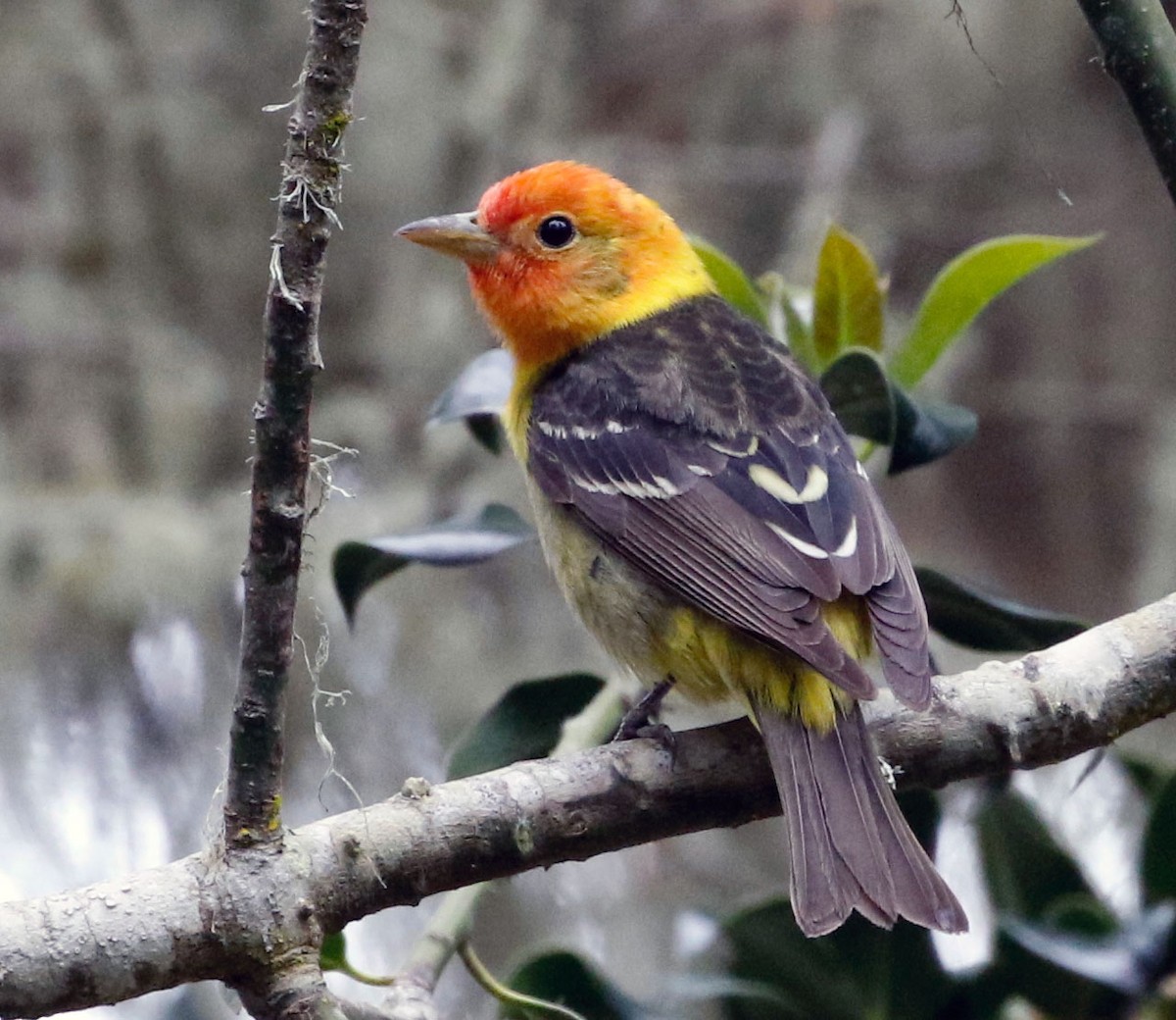 Western Tanager - ML567903941