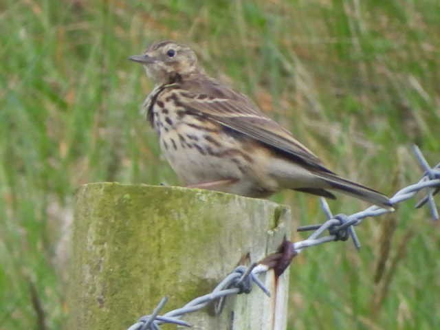 Meadow Pipit - ML567906031