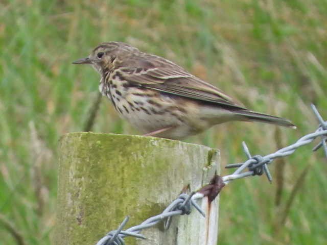 Meadow Pipit - ML567906041