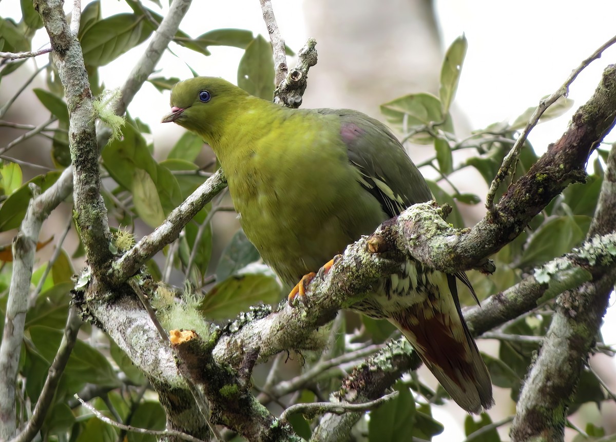 Madagascar Green-Pigeon - ML567908981