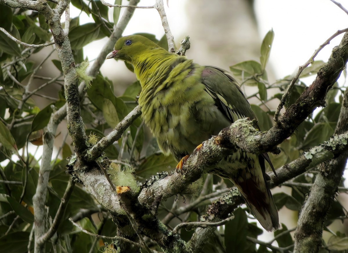 Madagascar Green-Pigeon - ML567908991