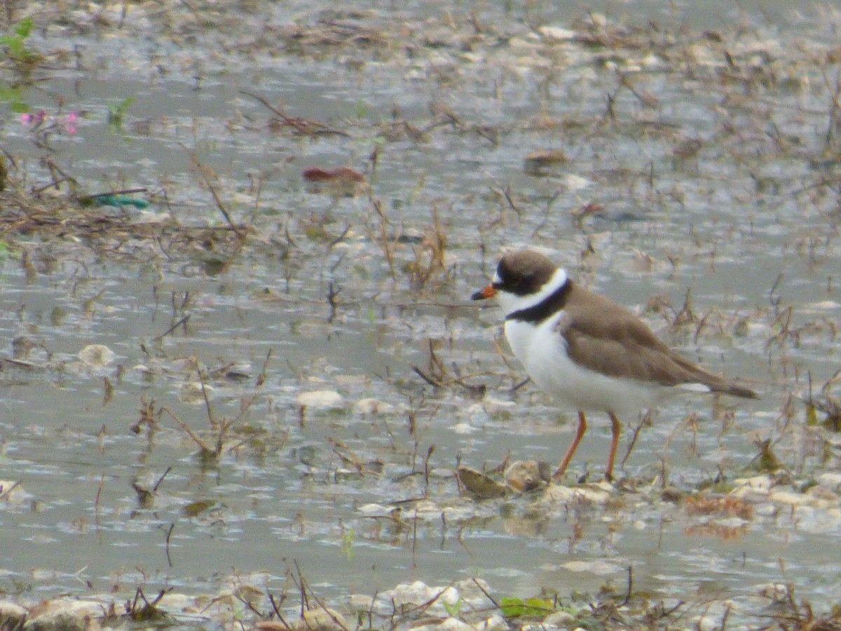 Semipalmated Plover - ML567909531