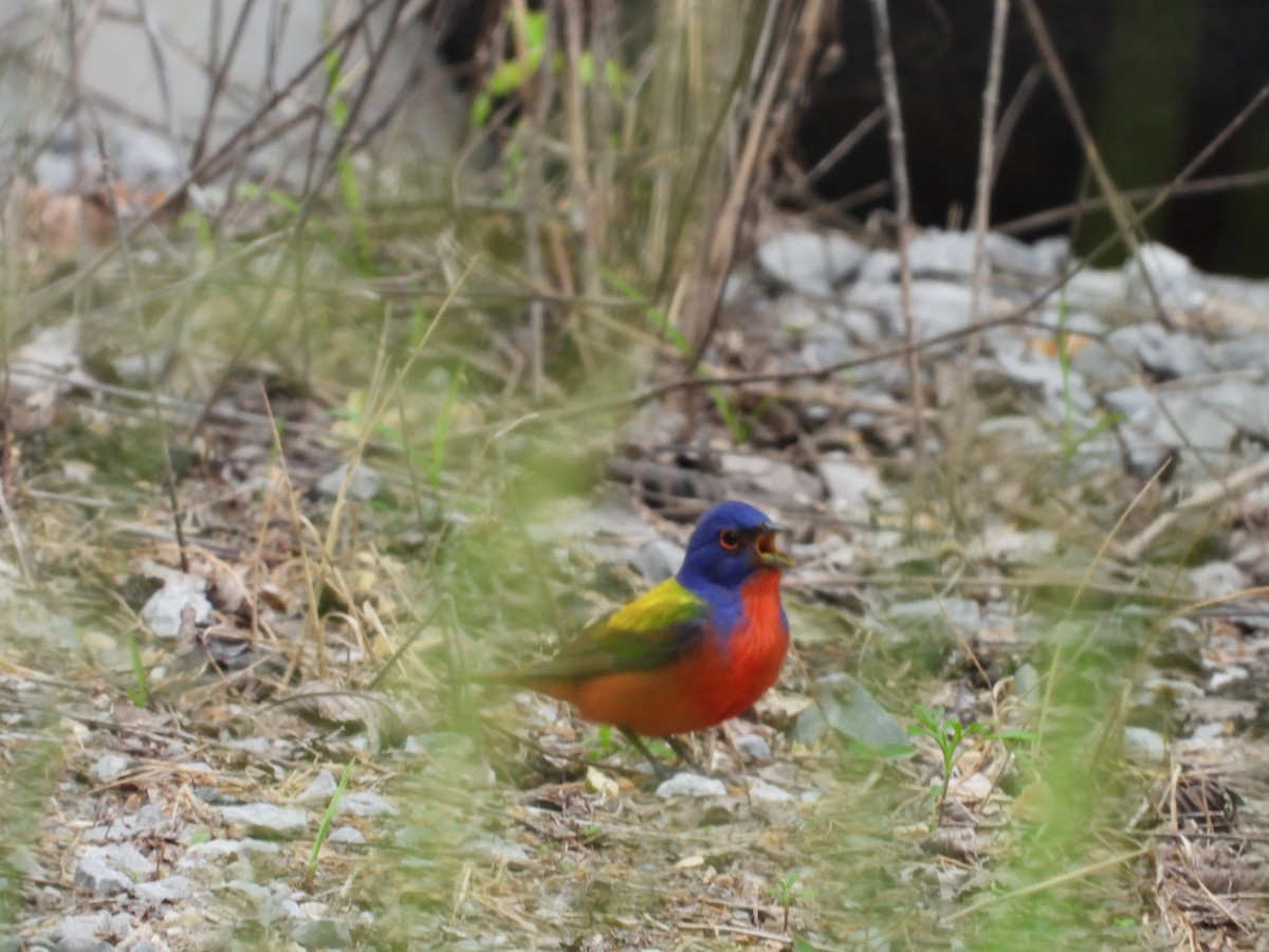 Painted Bunting - ML567909741