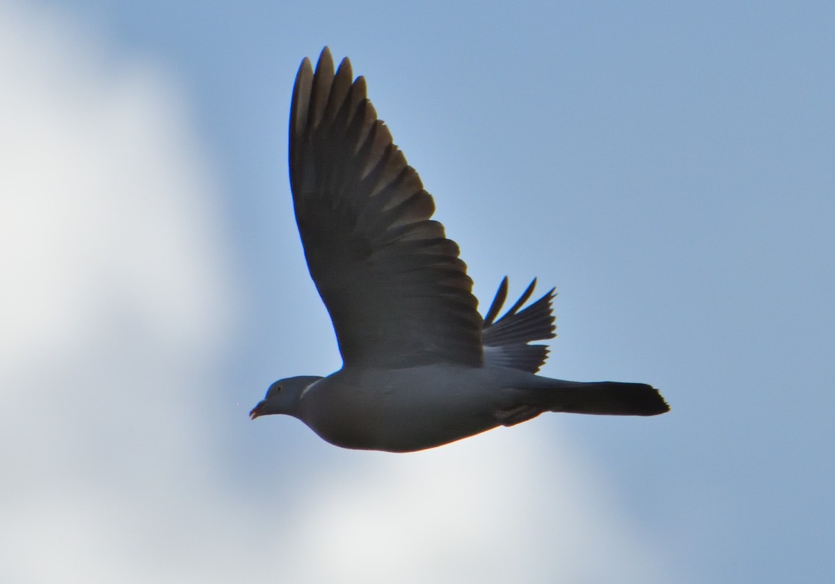 Common Wood-Pigeon - ML567911581