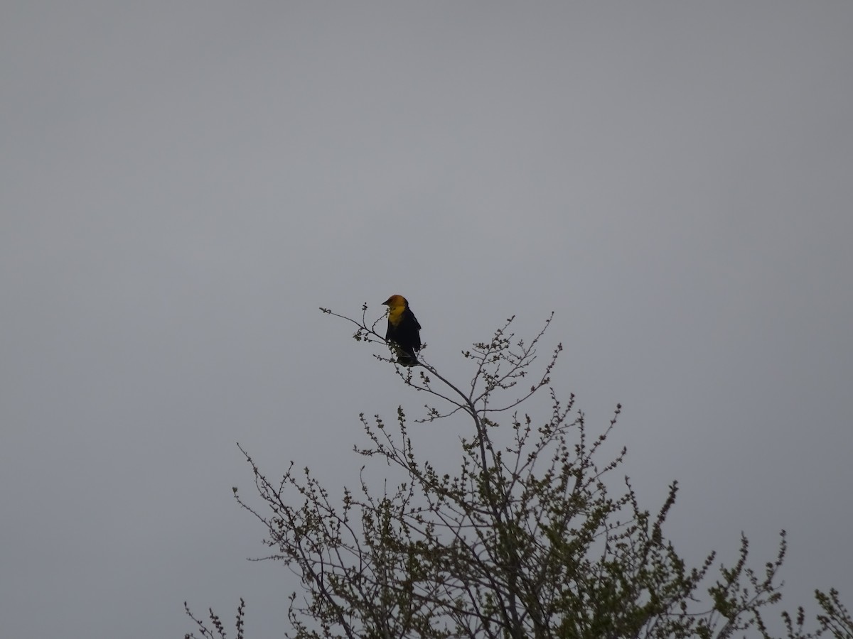 Yellow-headed Blackbird - ML567913451