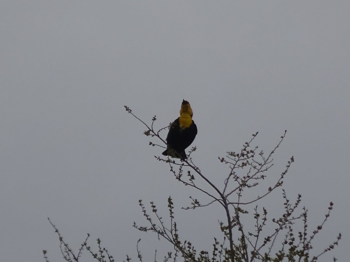 Yellow-headed Blackbird - ML567913561