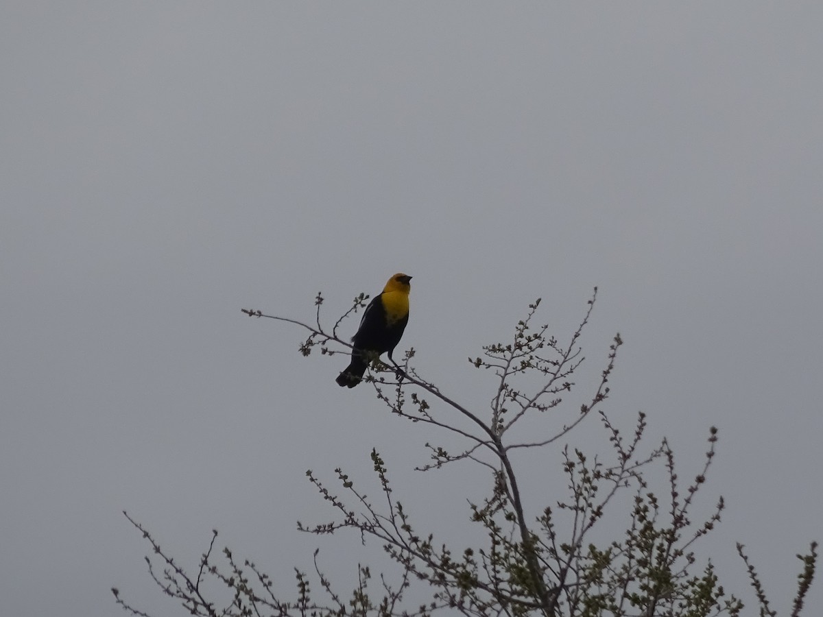 Yellow-headed Blackbird - Kira Dayton