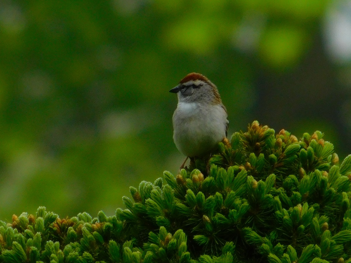 Chipping Sparrow - ML567917761