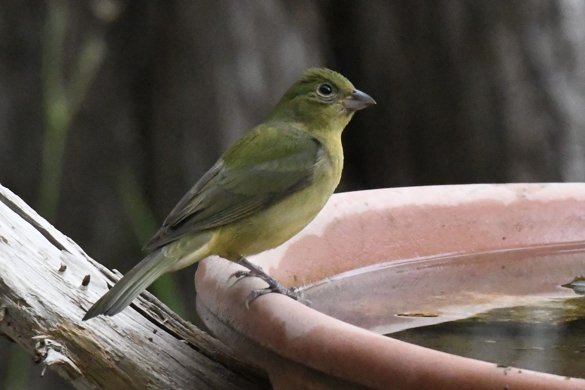 Painted Bunting - ML567918011