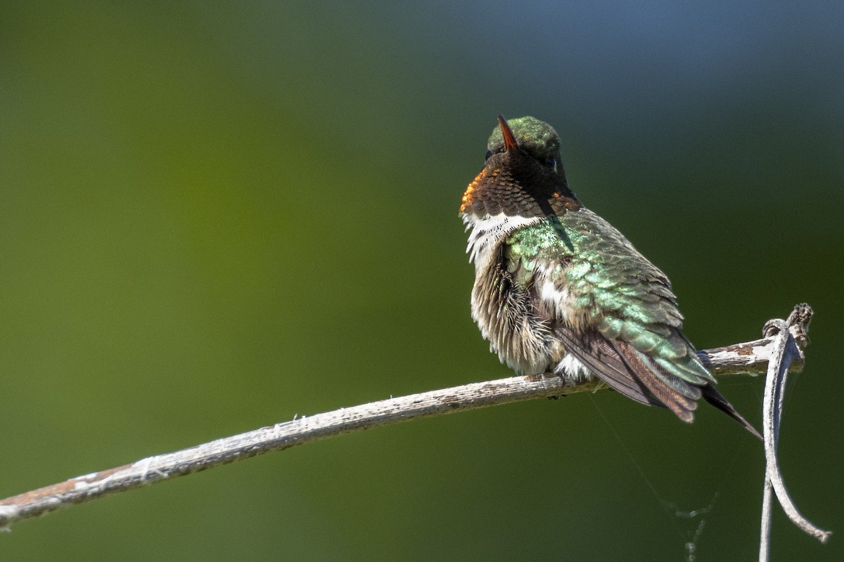 Ruby-throated Hummingbird - ML567919551