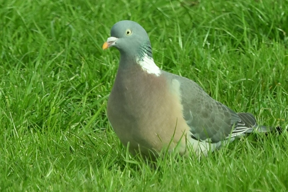 Common Wood-Pigeon - ML567921331