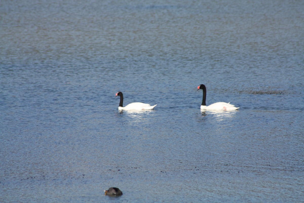 Black-necked Swan - ML567922491