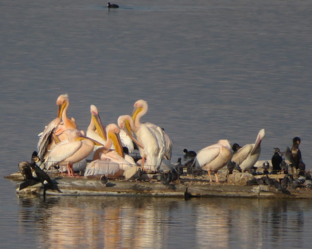 Great White Pelican - Cos .