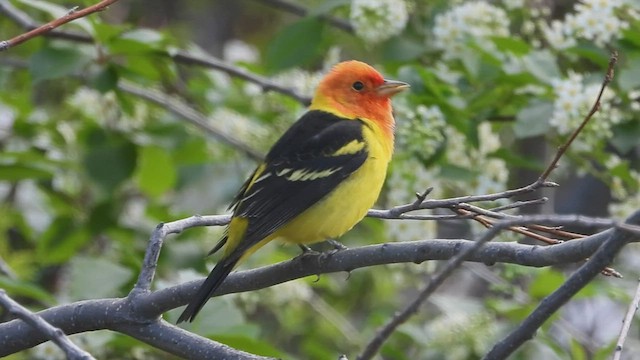 Western Tanager - ML567925461