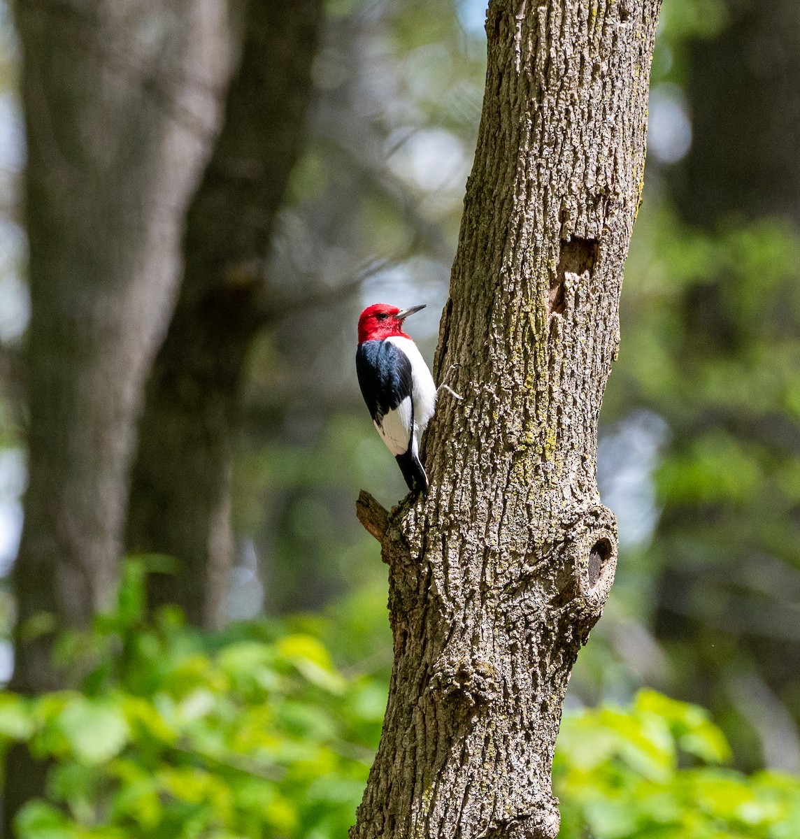 Red-headed Woodpecker - ML567925851