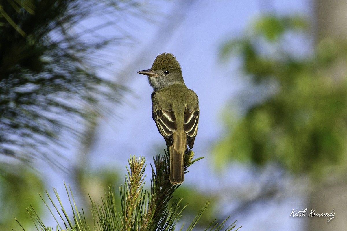 Great Crested Flycatcher - ML567927291
