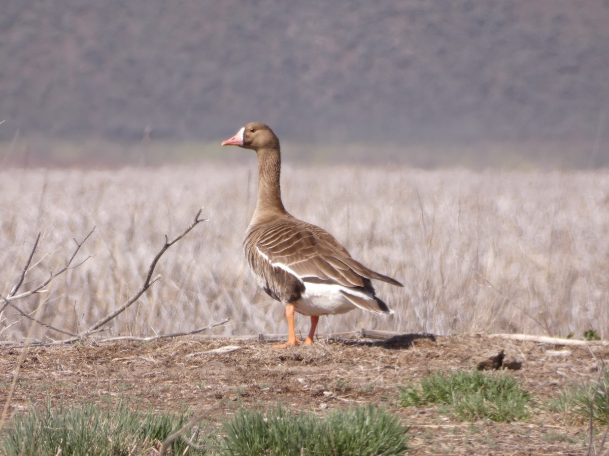 Greater White-fronted Goose - ML567934001