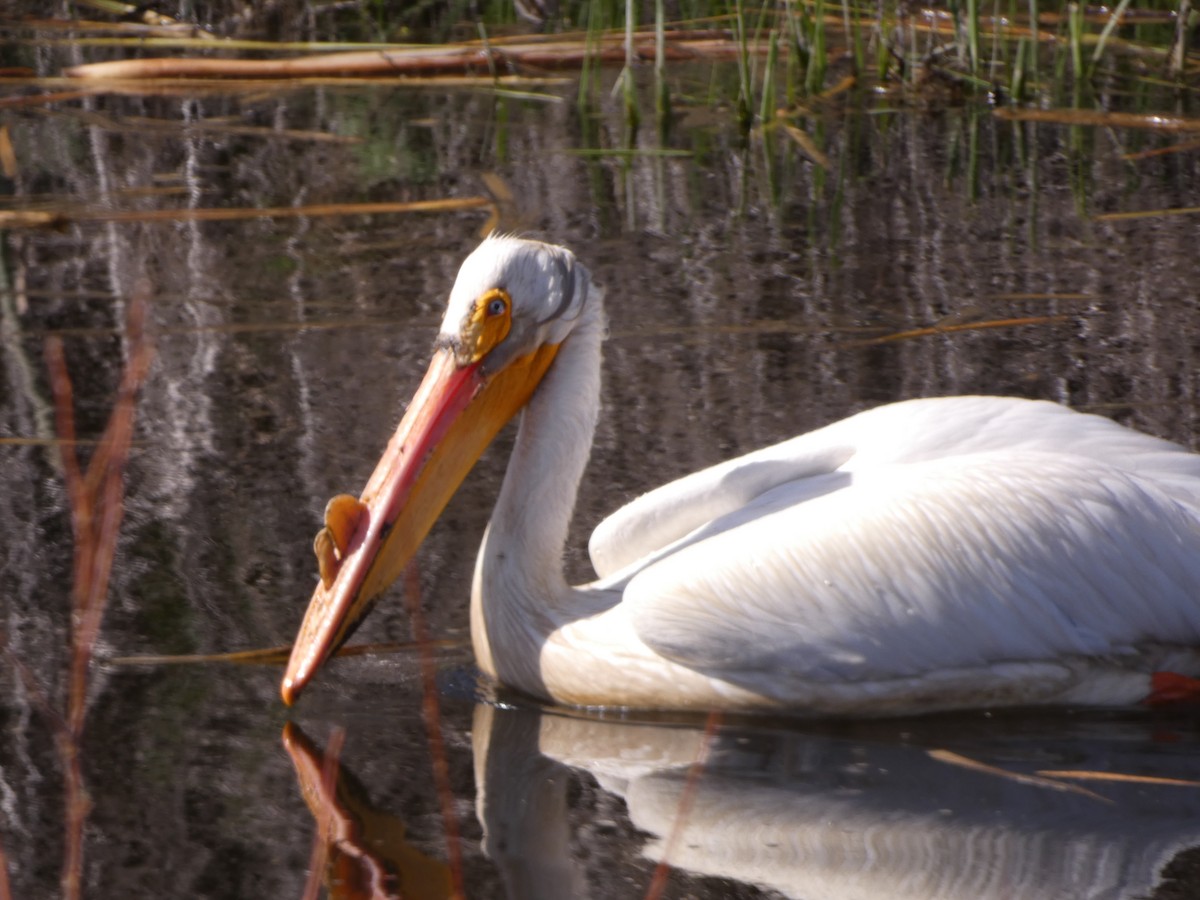 pelikán severoamerický - ML567935271