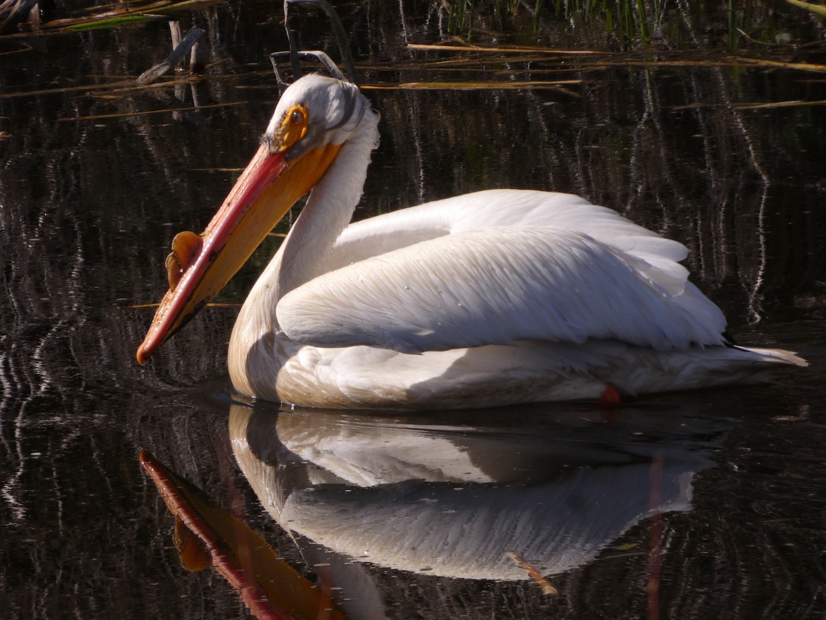 pelikán severoamerický - ML567935311