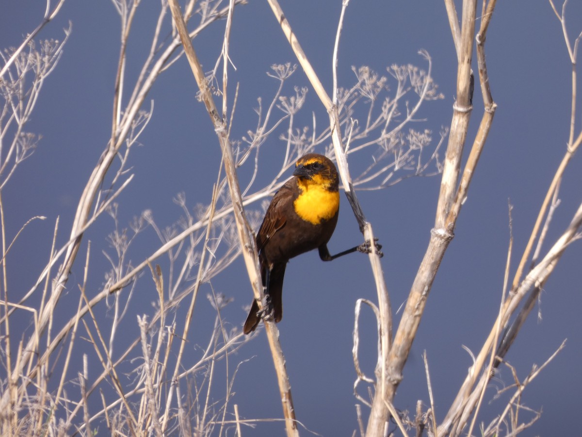 Yellow-headed Blackbird - ML567936561
