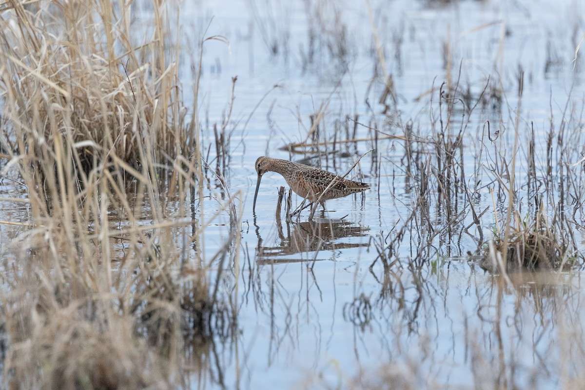 Long-billed Dowitcher - ML567939551