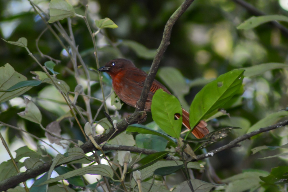 Red-crowned Ant-Tanager - ML567941961