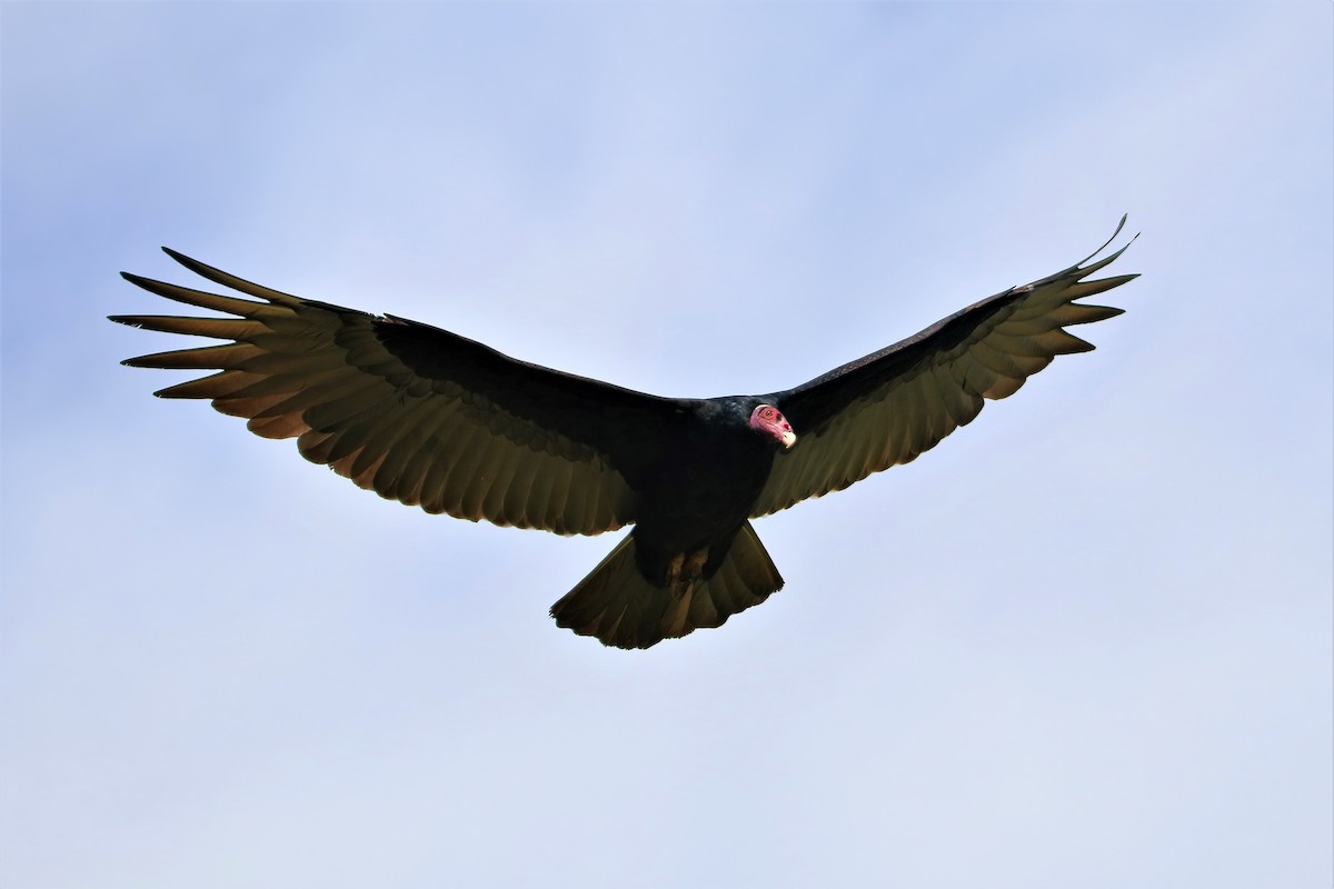 Turkey Vulture - ML567947151
