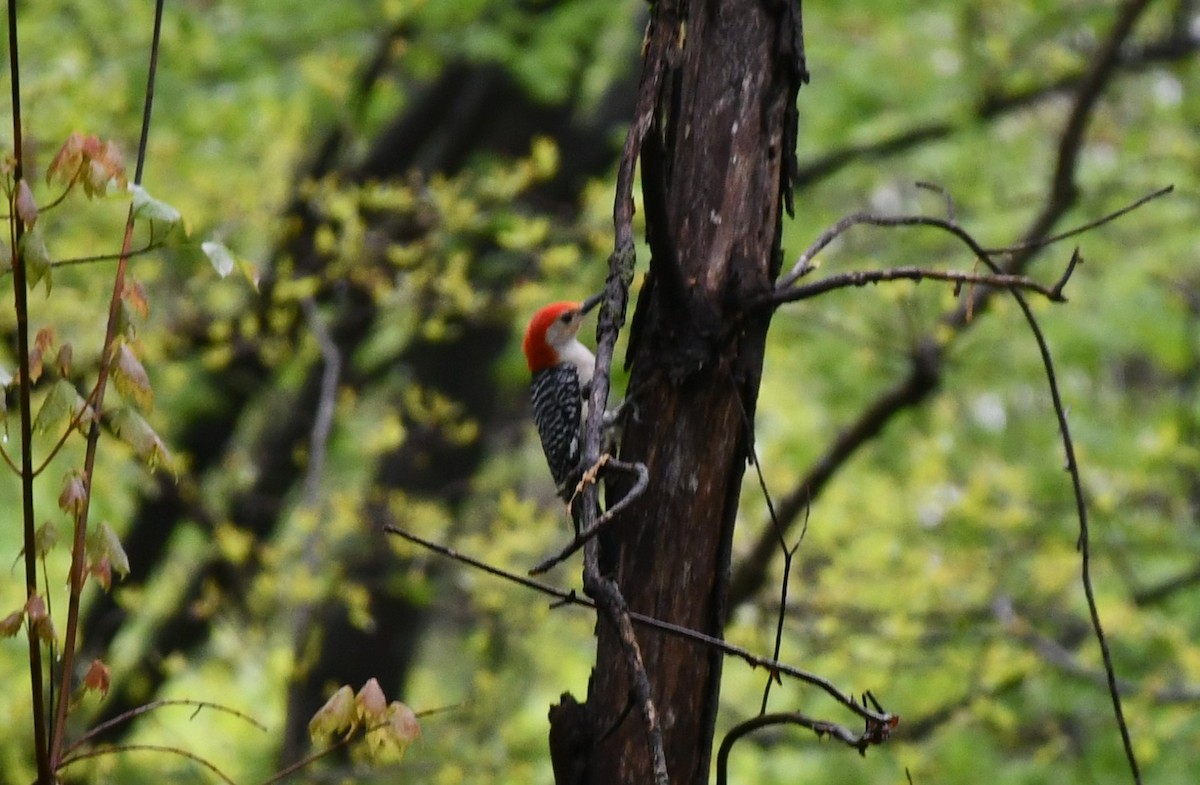 Red-bellied Woodpecker - ML567949731