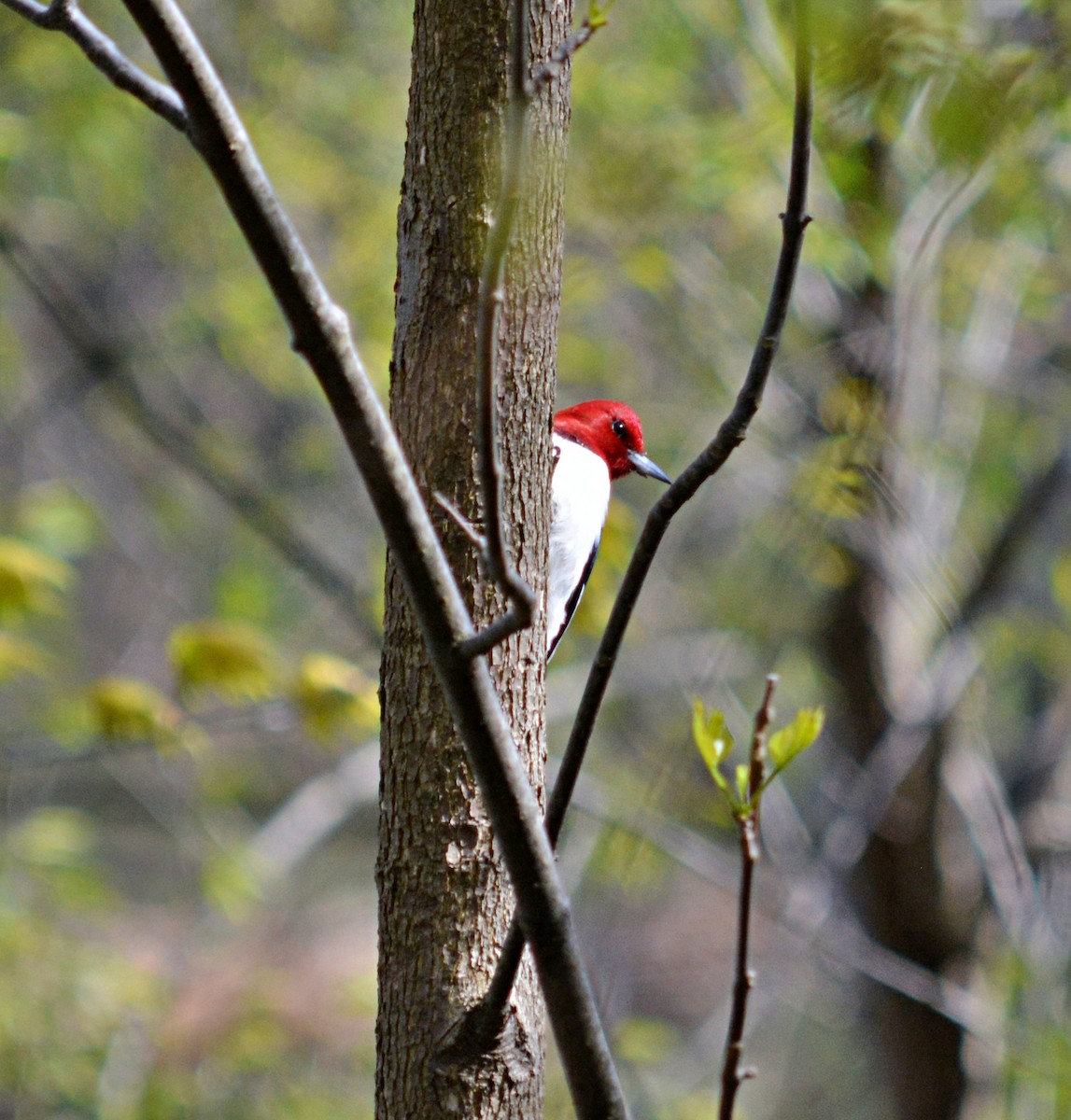 Red-headed Woodpecker - ML567954351