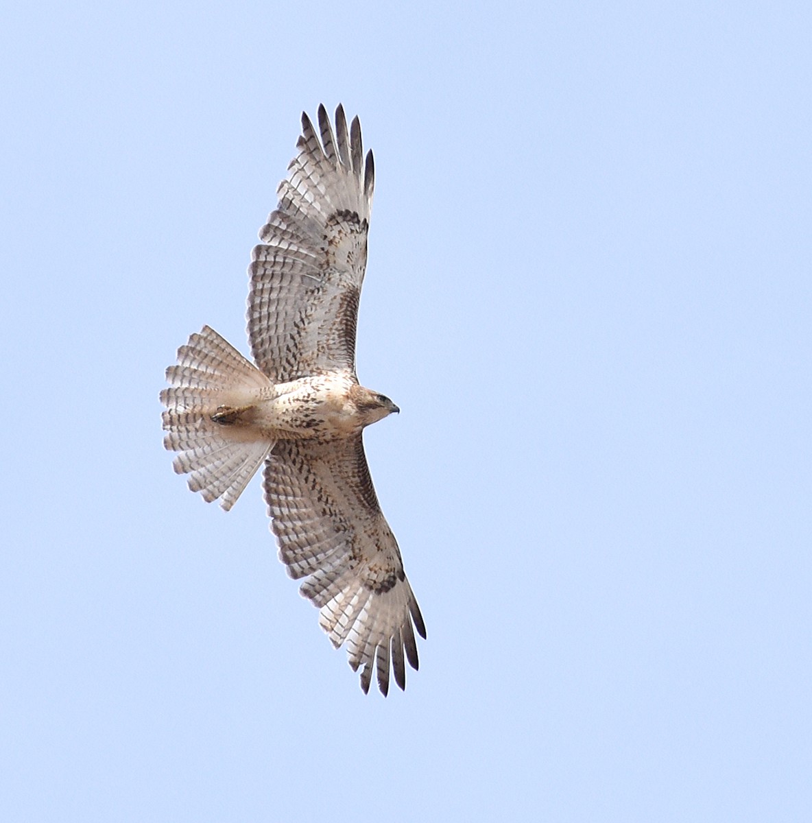 Red-tailed Hawk - ML567955321